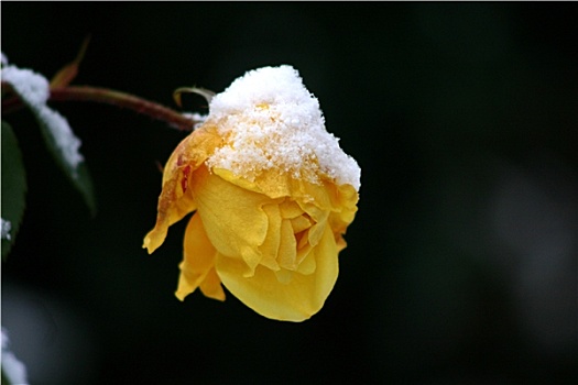 玫瑰,冬天