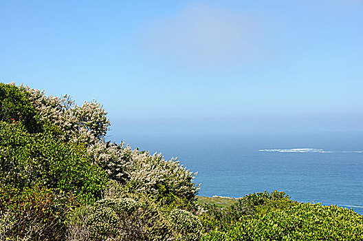 海边植物和蓝天海洋背景