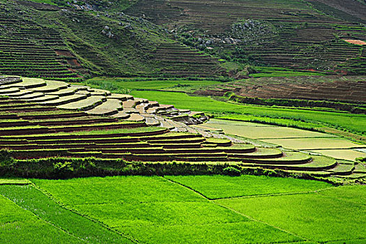 madagascar,ambalavao,spectacular,green,ricefield,in,rainy,season