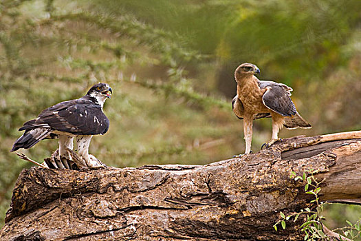 美国兀鹰,杀,非洲,安波塞利国家公园,肯尼亚