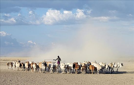 高,牧民,牛,干燥,尘土,奥莫河,一个,部落,人,生活方式,埃塞俄比亚西南部,形态,局部