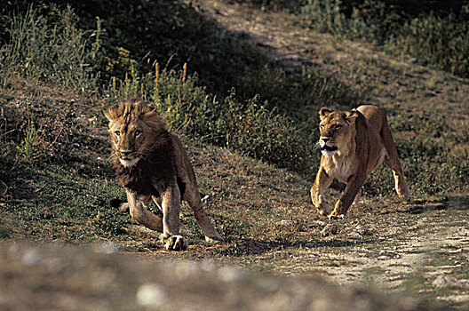 非洲狮,狮子,一对,跑