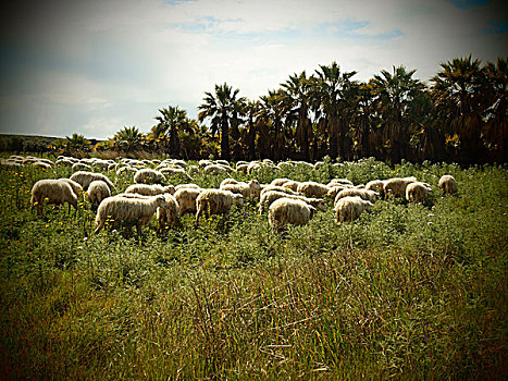 羊群,棕榈树