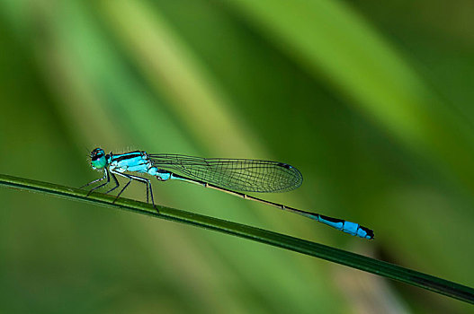 蓝尾蜻蛉,长叶异痣蟌,黑森州,德国,欧洲