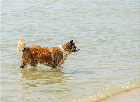 褐色,狗,海中