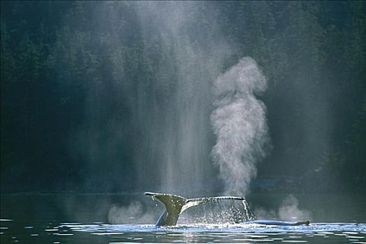 阿拉斯加,通加斯国家森林,鲸尾叶突,驼背鲸