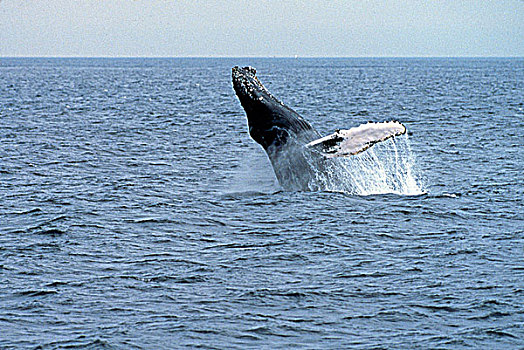 大翅鲸属,鲸鱼,驼背鲸,鲸跃,哺乳动物,海洋