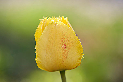 郁金香,郁金香属,花,黄色,特写