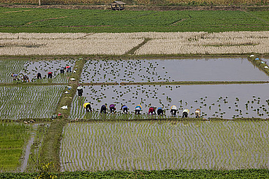 水稻种植,清迈,泰国