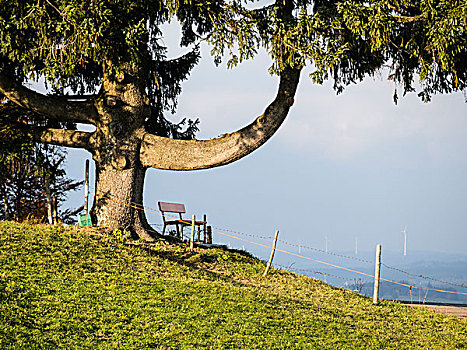 一个,大树,弯曲,枝条,靠近,巴伐利亚,德国