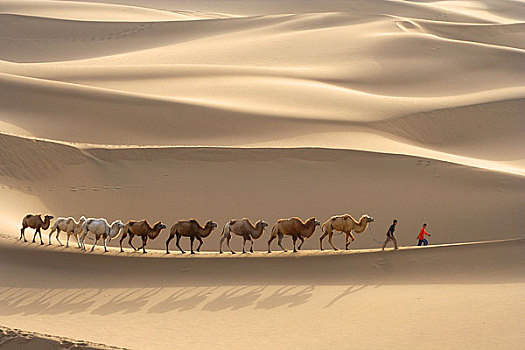 新疆库木塔格沙漠中的驼队