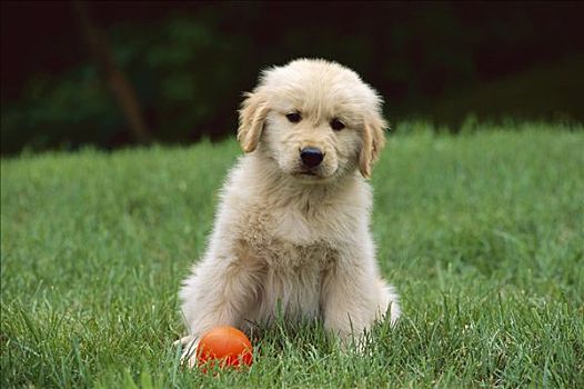 金毛猎犬,狗,肖像,小狗,草,草地,橙色,球