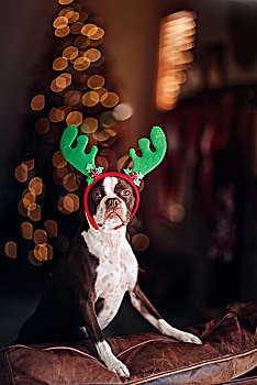 波士顿犬,狗,驯鹿,鹿角,圣诞树,背景