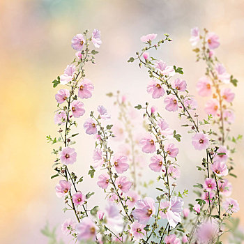 粉色,蜀葵,花