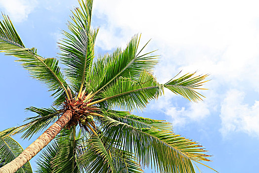 海南省三亚市亚龙湾的椰树