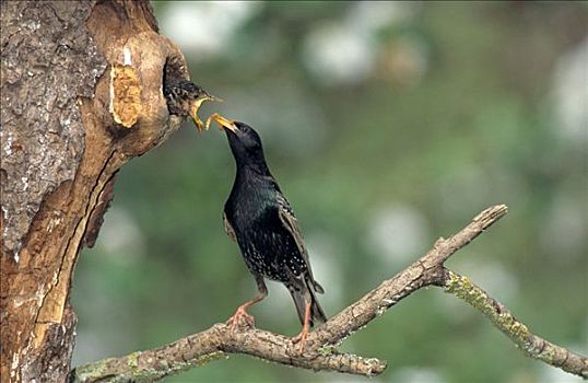 常见八哥,紫翅椋鸟,进食,幼鸟,树上,中空,德国,欧洲