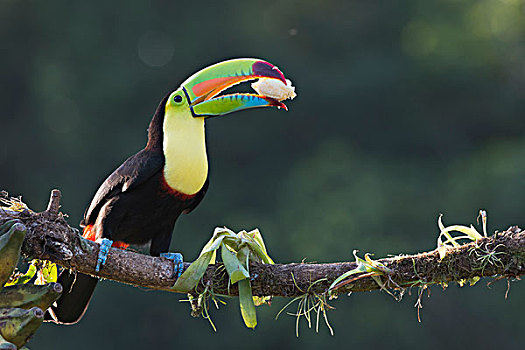 巨嘴鸟,栖息,枝条,进食,省,哥斯达黎加,北美