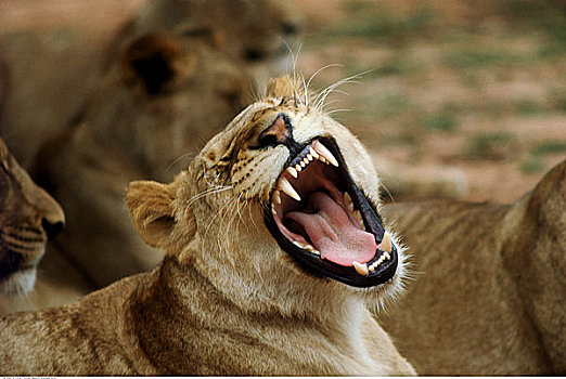 雌狮,咆哮,克鲁格国家公园,南非
