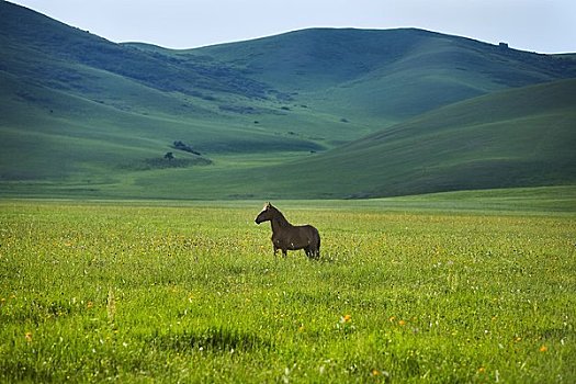 马,站立,地点,生态,保存,内蒙古,中国