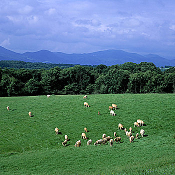 母牛,放牧,巴斯克,法国