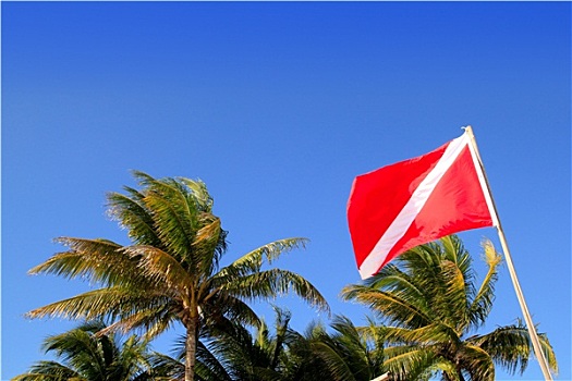 潜水,旗帜,热带,棕榈树,蓝天