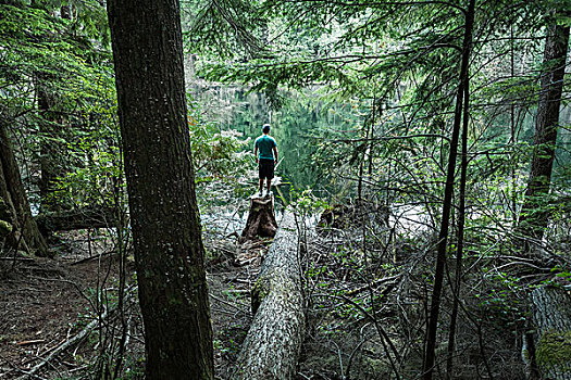 站立,男人,树林,不列颠哥伦比亚省,加拿大