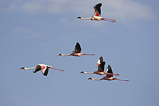 小红鹳,生物群,飞行,纳库鲁湖,肯尼亚