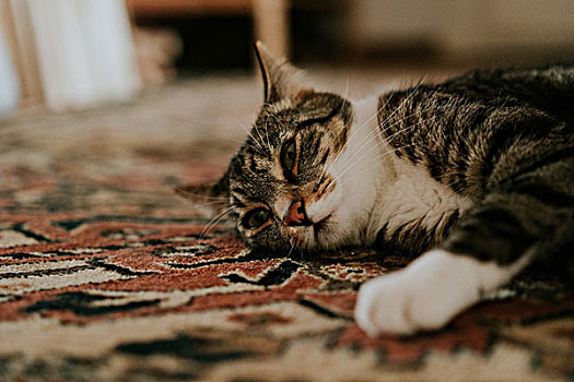 猫,休息,地毯