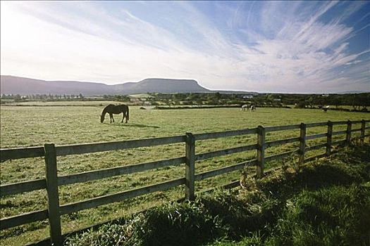 马,放牧,地点,爱尔兰