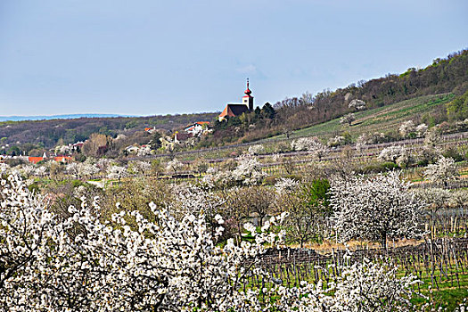 樱花,樱桃树,开花,北方,布尔根兰,奥地利,欧洲