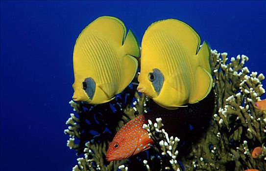 两个,蝴蝶鱼,黃色蝴蝶鱼,挨着,珊瑚,埃及,红海,特写