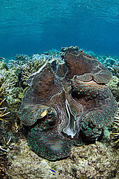 巨蛤,十亿,斐济,展示