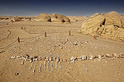 石化,骨骼,鲸,旱谷,利比亚沙漠,埃及