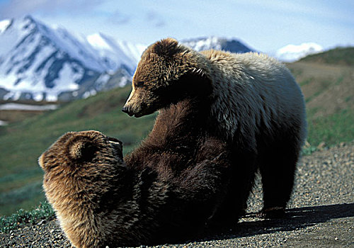 美国,阿拉斯加,德纳里峰国家公园,大灰熊,棕熊,角斗,公园,道路,公路