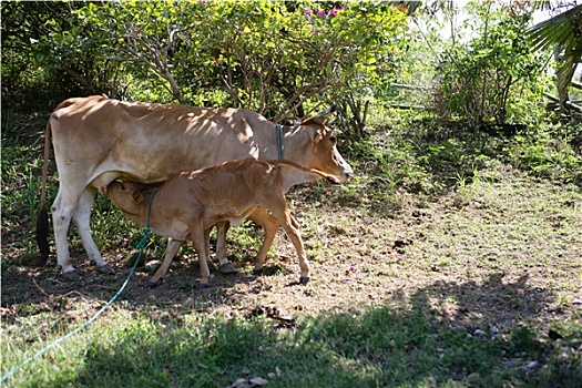 母牛,幼兽,瓜德罗普