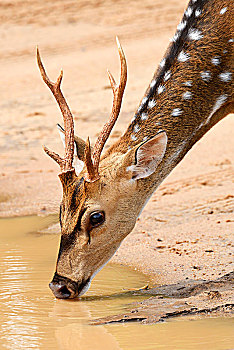 花鹿,饮料,水潭,国家公园,斯里兰卡,亚洲