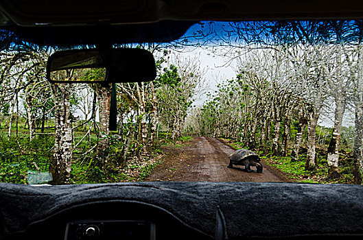 加拉帕戈斯群岛,厄瓜多尔,圣克鲁斯岛,加拉帕戈斯巨龟,道路,龟