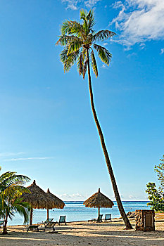 海滩,大,棕榈树,阳伞,法属玻利尼西亚,大洋洲