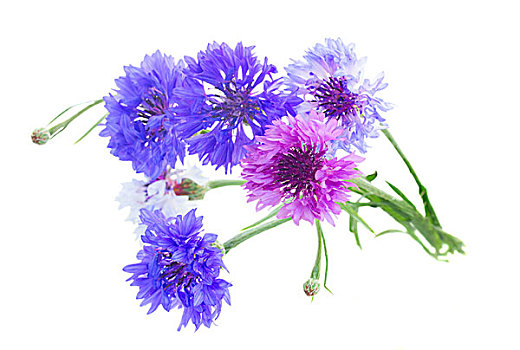 蓝色,花,粉色,矢车菊,隔绝,白色背景,背景