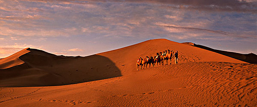 全景,骆驼,驼队,沙丘,沙漠,敦煌,甘肃,丝绸之路,中国