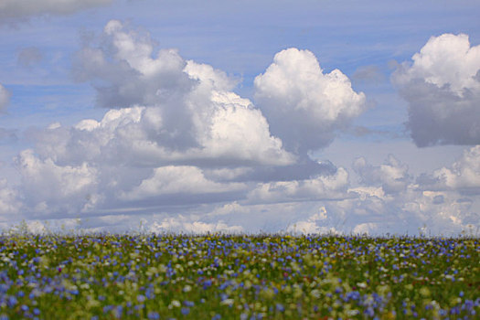 蓝天白云和鲜花