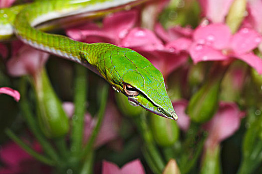 绿色,藤,蛇,越南