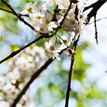 蜜蜂,春天,白色,花