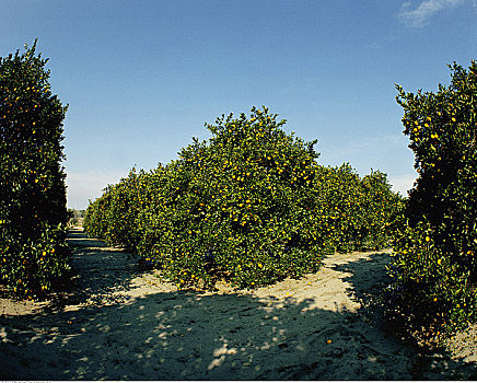 橘林,佛罗里达,美国