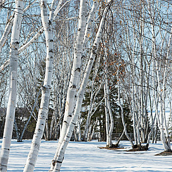 秃树,积雪,风景,赫克拉火山磨石省立公园,曼尼托巴,加拿大