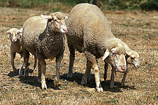 绵羊,德国,牧群