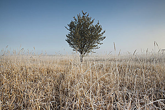 霜,高草,桑德贝,安大略省,加拿大
