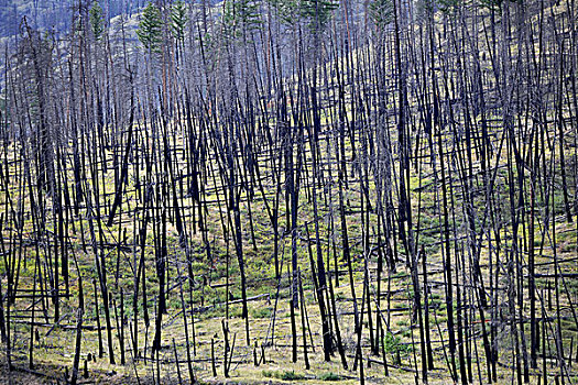 烧,树,森林火灾,不列颠哥伦比亚省,加拿大