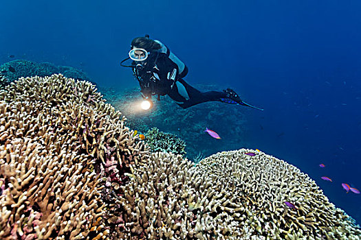潜水者,手电筒,看,珊瑚礁,手指,珊瑚,大堡礁,世界遗产,昆士兰,澳大利亚,太平洋