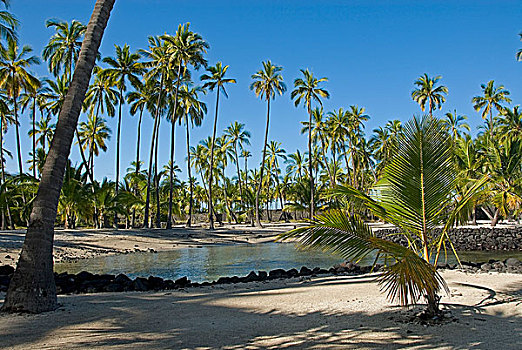 棕榈树,小树林,普吾可霍拉,霍那吾那吾,国家,历史,公园,夏威夷大岛,夏威夷